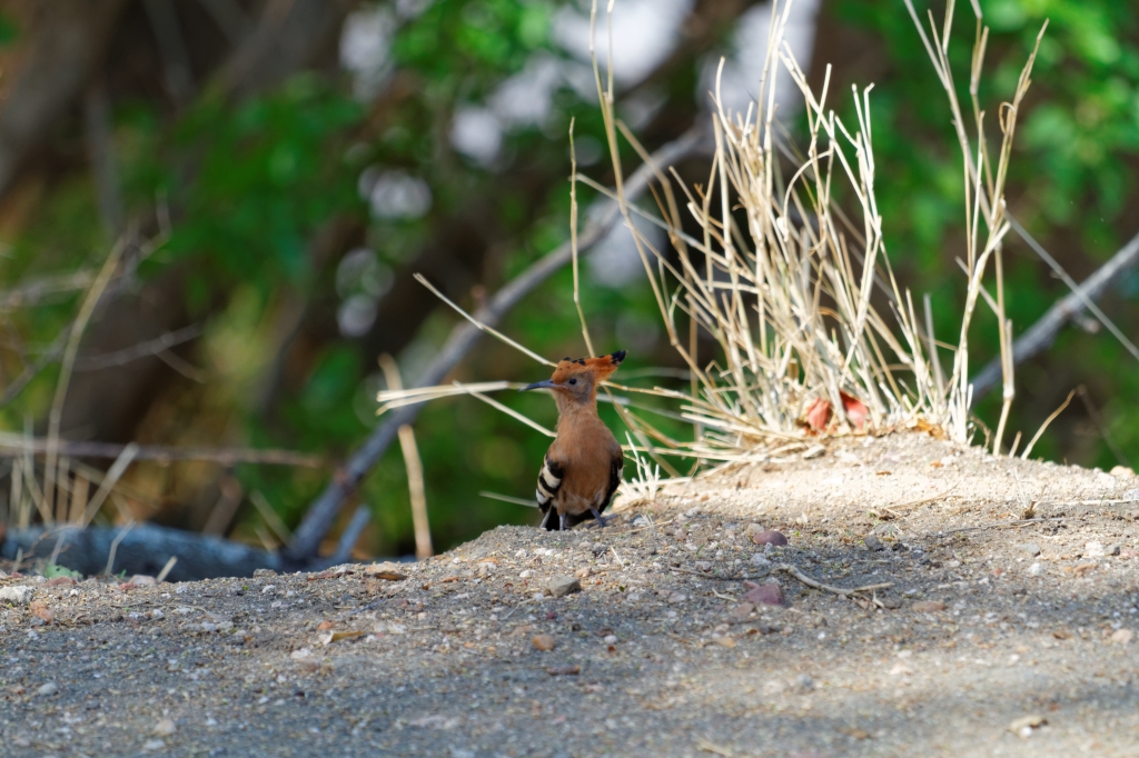 08 - Kruger NP (65)-Huppe Africaine.jpg